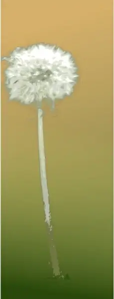 Pusteblume - dandelion clock