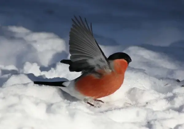 pyrrhula kittila bird winter