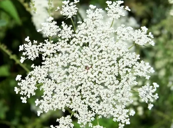 queen anne039s lace