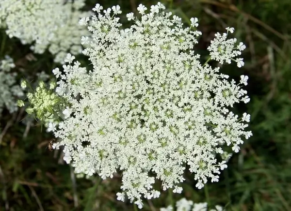 queen anne039s lace