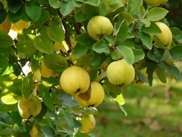 quince fruit cydonia oblonga