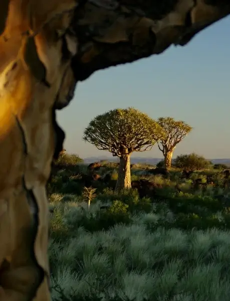 quiver tree forest aloe dichotoma tree