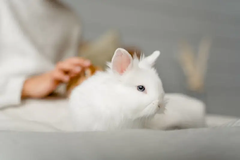 rabbit pet picture elegant bright closeup