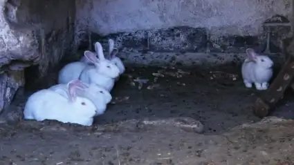 Rabbits