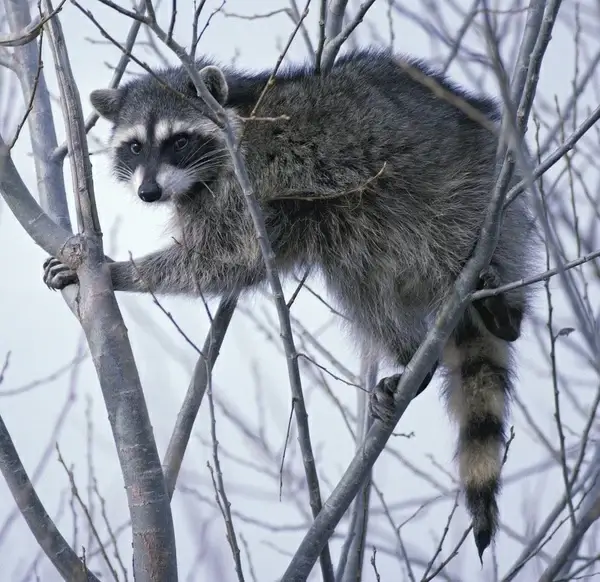 raccoon oregon tree