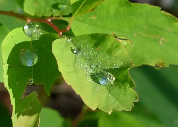 rain drops leaf tree