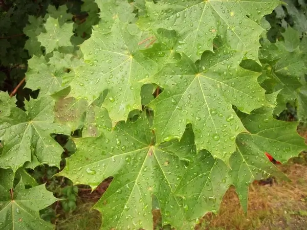 raindrops