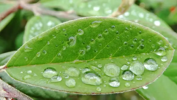 raindrops on green leaf