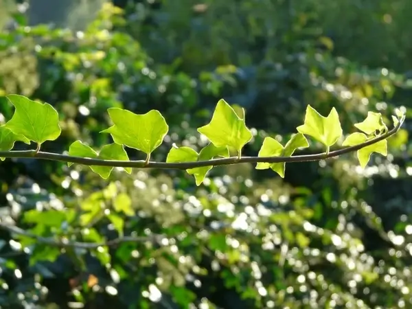 ranke ivy efeuranke