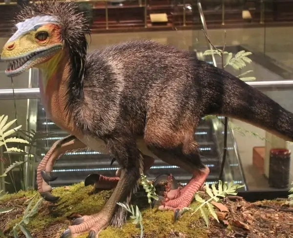 raptor