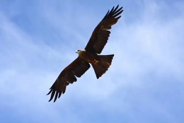 raptor bird of prey fly