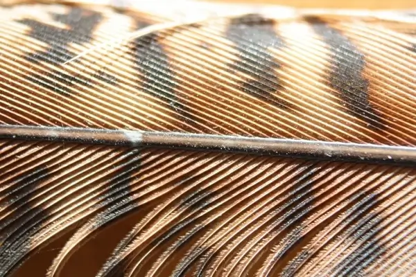 raptor feather