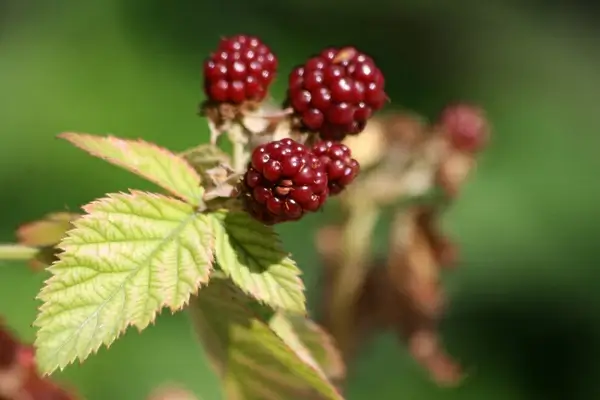 raspberries