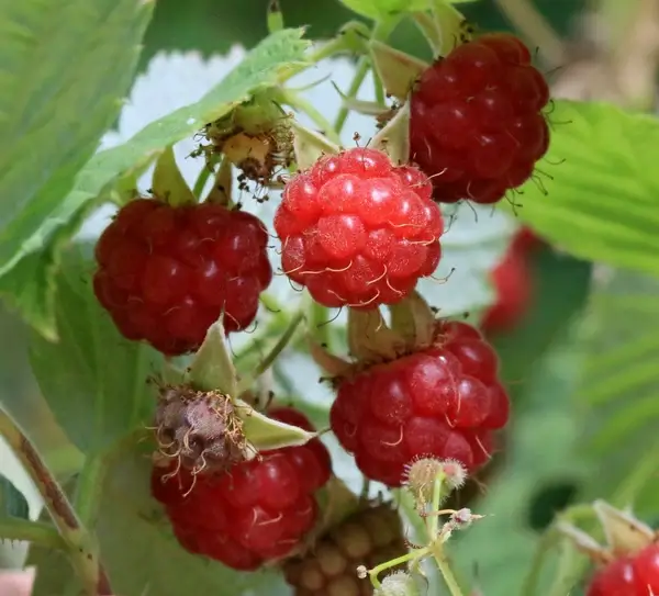 raspberries mmm