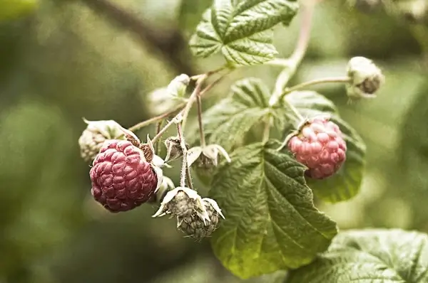 raspberries muted