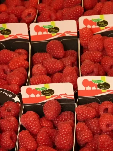raspberries rubus idaeus berries