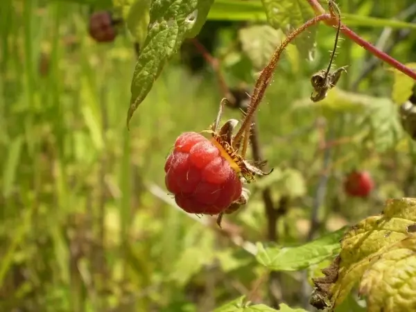 raspberry