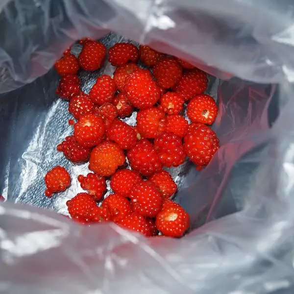 raspberry