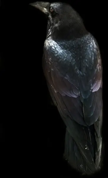 raven
