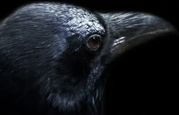 raven