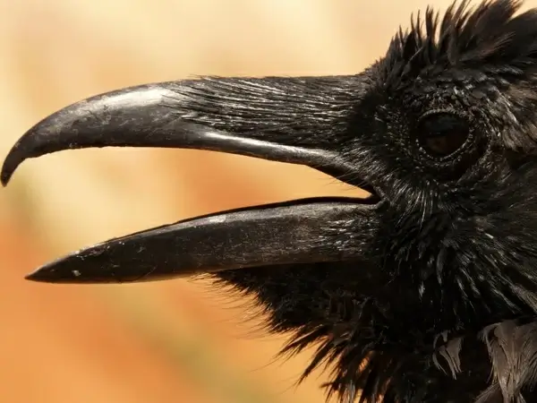 raven bird birds