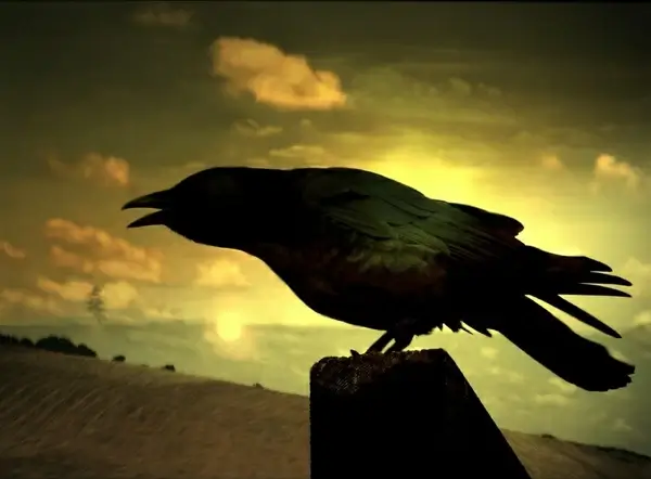 raven cormorant wings