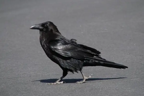 raven crow bird