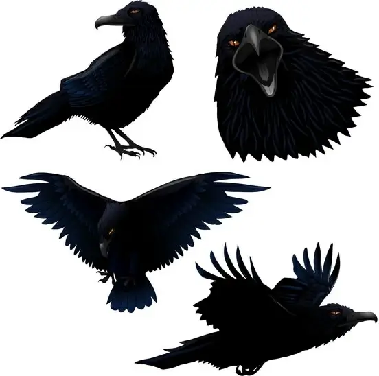 raven vector