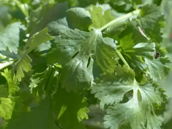 real coriander kitchen herb coriander
