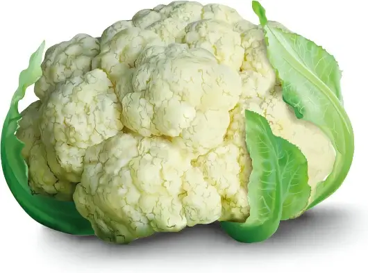 realistic cauliflower vector