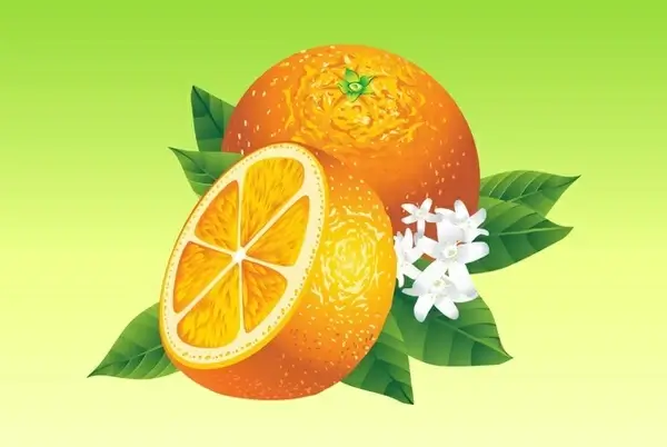 realistic oranges vector food fruit