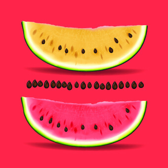 realistic watermelon elements vector