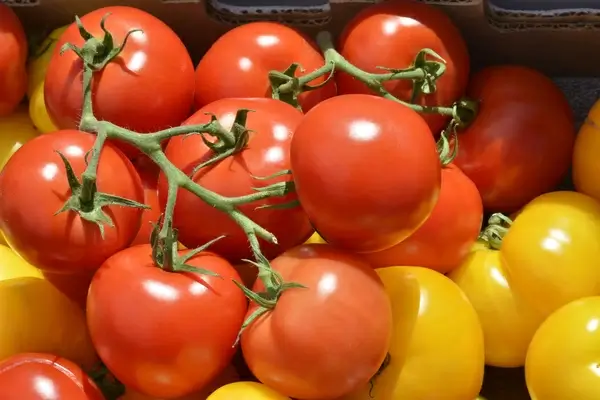 red amp yellow tomatoes