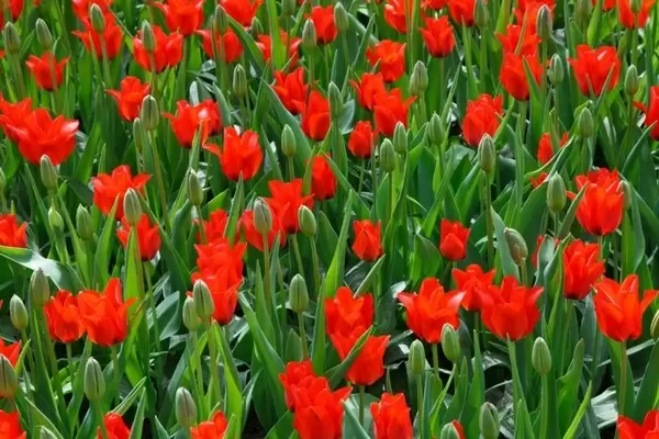 red and green tulips