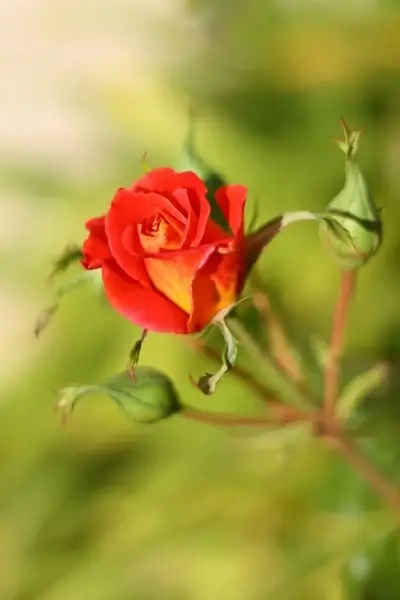 red and yellow rose bud