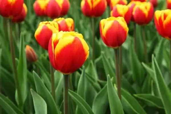 red and yellow tulips