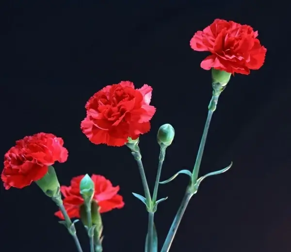red carnations flowers fragrant