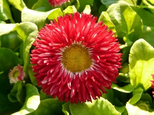 red daisy daisy flower