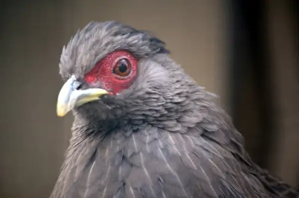 red eye bird