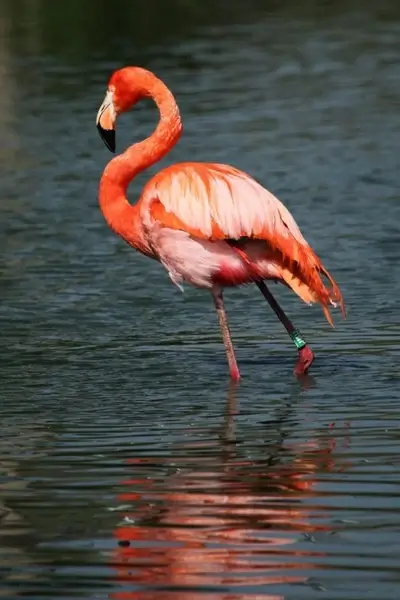 red flamingo