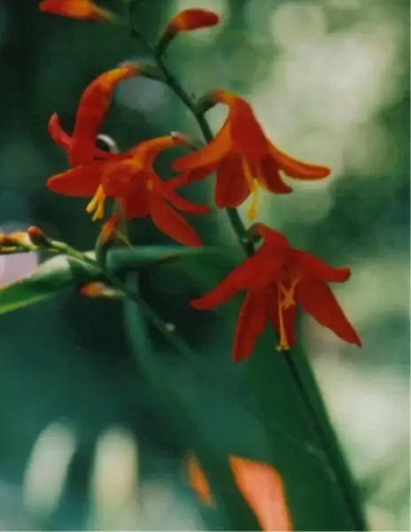 red flower