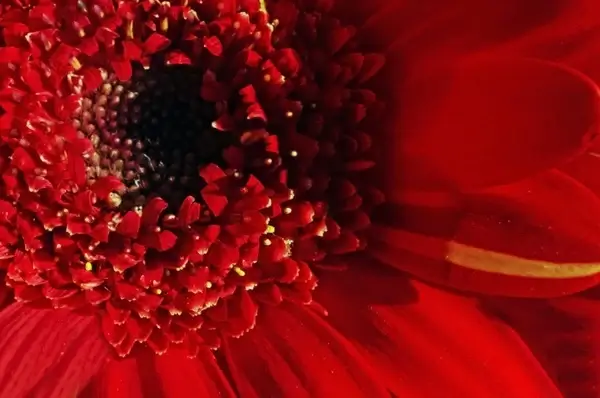 red flower macro