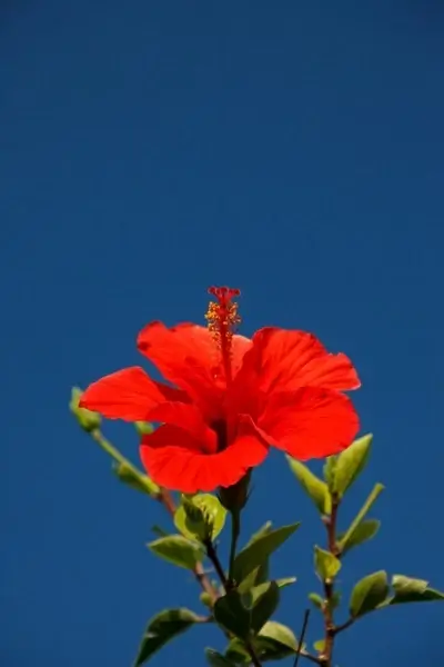 red hibiscus