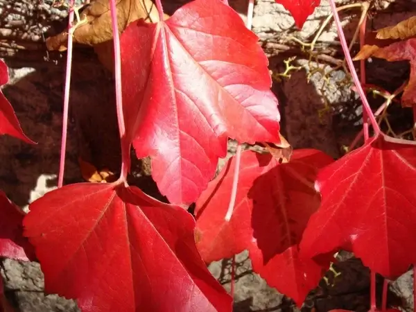 red ivy flowers