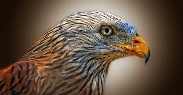 red kite bird of prey milan