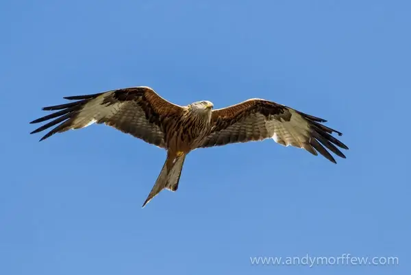 red kite soaring