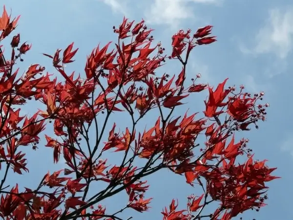 red maple ornamental plant fan-maple