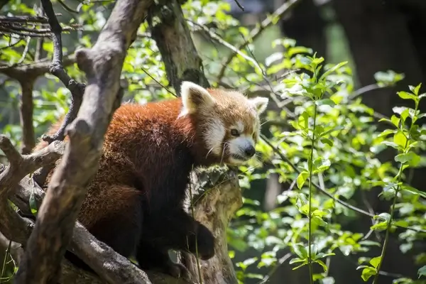 red panda