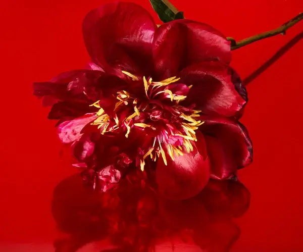 red peony