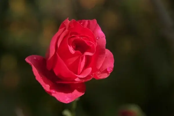 red rose dew flower